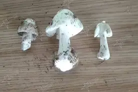 蘑菇界“毒王”首次现身四川，误食1两可致命，毒蘑菇如何辨别？图片