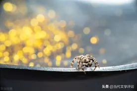 什么是老实人图片