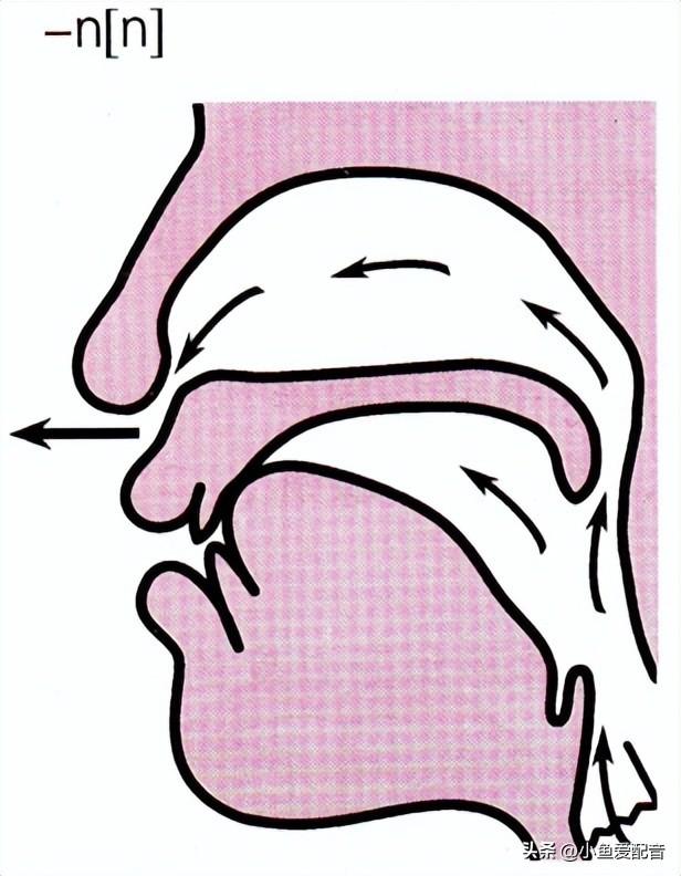 「普通话入门」前鼻韵母的发声基础(上)