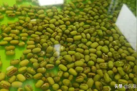 你的绿豆芽发成豆苗了吗？是这一点没注意！做好了五天就能采收图片