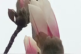 春天来了，花儿开了图片