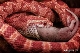 一组活久未见照：神经蛇偷走人类拖鞋，钓鱼佬被海鱼追杀图片