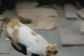 流浪猫妈妈能懂事到什么地步？真的太心疼了…图片