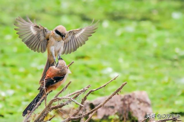 汉字节气：“芒种”也“忙”也“亡”，理解“芒”字思维表达