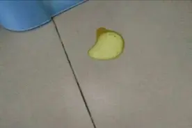 狗狗呕吐是什么原因，吐黄色泡沫是肠胃炎吗？图片