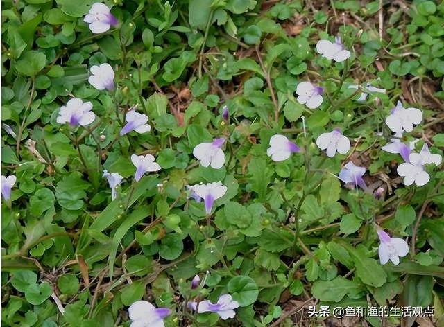 踏春必备“百草图”之三，身边那些有价值的野草，你能认识几种？