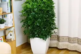 3种花养“家里”，吸毒气、制氧气，旺人又旺财，适合多养二三盆图片