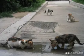 为什么不建议投喂流浪猫？你以为的爱猫行为，其实是在害它图片