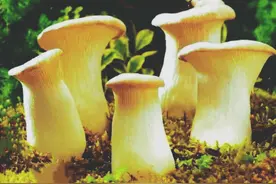 【乡村记忆】想起了故乡的野生蘑菇图片