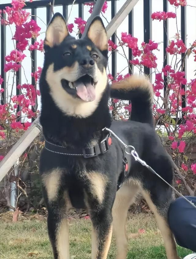 告诉你一个秘密:养狗,最好养四眼狗