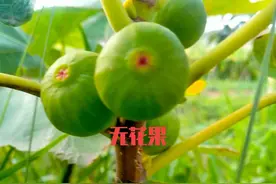 农村无花果熟了，你们喜欢吃？把它种旱地或后山合适图片