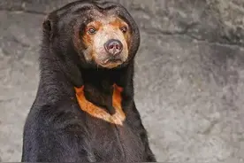 你知道熊家族里谁最大么？最大可达两吨，体长四米图片