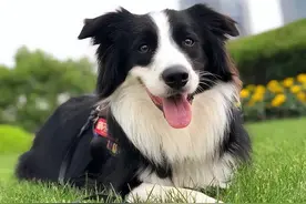 “养边牧6个月，我越来越讨厌它了”图片