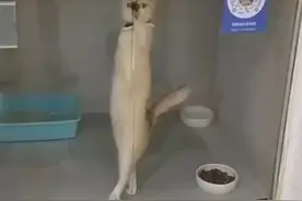 来欣赏下妖娆的猫步吧图片