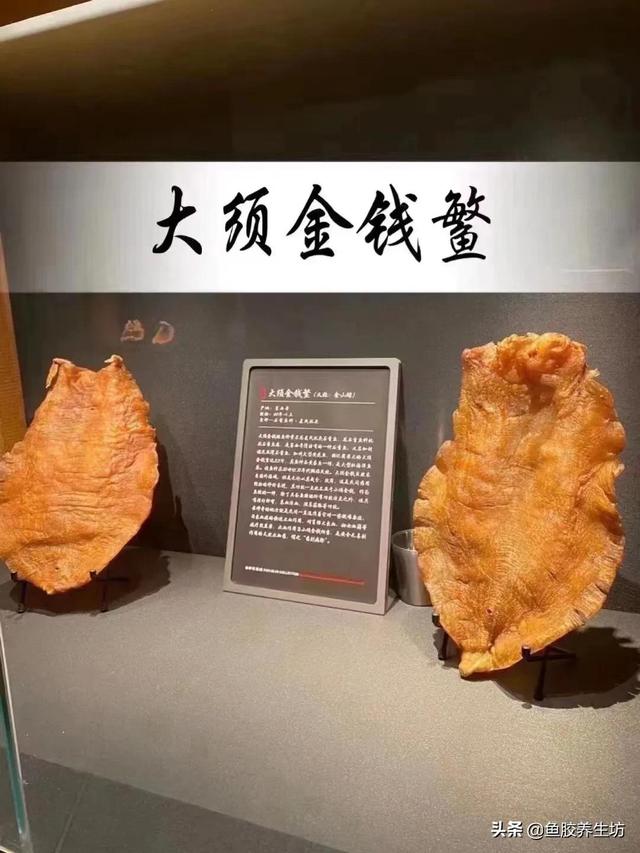 花胶 澳洲 2026年澳洲花胶液有什么好处