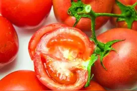 西红柿发生筋腐病，其病果症状与晚疫病、病毒病类似，如何区分？图片