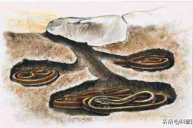 蛇冬眠时“任鼠宰割”，有可能被吃掉，那蛇为什么还非要冬眠？图片