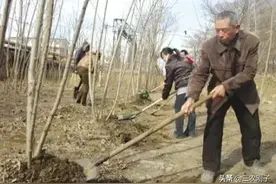 农村邻居紧挨地边种树怎么办？有3种解决方案图片