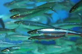 太湖的“致富经”银鱼，曾造福21个省，如今为何却被判“死刑”？图片