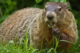 土拨鼠：住手，你们不要再打了！图片