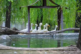 中秋国庆双节临近 石家庄动物园里欢乐多多图片