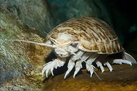 “深海巨虫”能捕食鲨鱼，却被人端上了餐桌，它味道真的好吗？图片