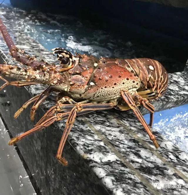 40头的花胶是几级 2025年花胶40头是什么意思?