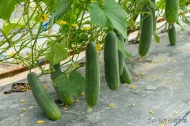种植瓜类蔬菜总是化瓜，真愁人，掌握几个要点，不化瓜结的还多图片
