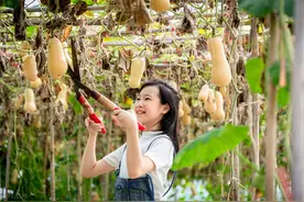 种南瓜别太“小气”，做到三个“敢”，南瓜结满地，收瓜用车拉图片