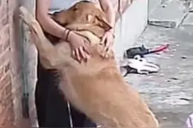 主人偷站在小狗身后，狗子嗅到气味反应感动网友：它的爱永远单纯图片