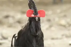 广东男子承包320亩地养鸡，如今一只鸡6份收入，年销售6000万图片