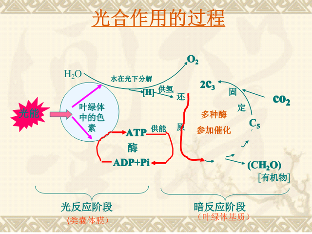 高中生物-细胞代谢