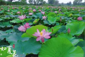 衡水湖荷花盛开惹人醉 为炎炎夏日增添诗意图片