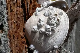 地狱海鲜、穷人龙虾，这东西居然也能吃？图片