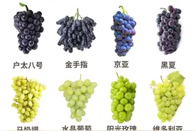 一张图教你如何选葡萄图片