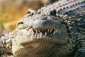 鳄鱼吃人惨案 900日军葬身鳄腹图片