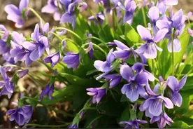 人称“消肿草”却是“美肤之花”，可当茶饮，春季采摘正当时图片