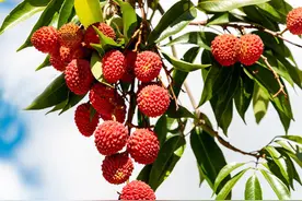 一骑红尘妃子笑，你知道杨贵妃最爱的荔枝是从哪里送入长安的吗？图片