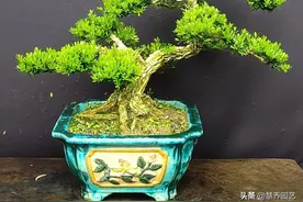 雀舌黄杨盆景欣赏图片