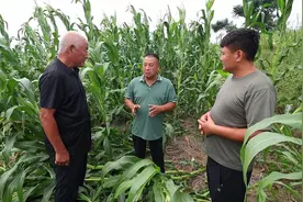 巨野：雨后玉米倒伏 专家田间支招图片