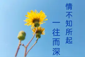 情不知所起，一往而深。读那些流传千古的情书，诗词图片