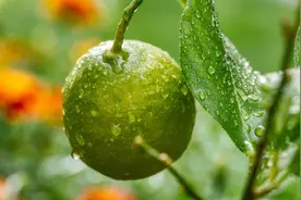 少年科技英语快速入门：五分钟认识一大半希腊字母图片