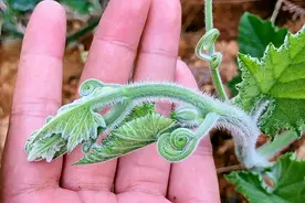 南瓜身上有一宝，很多人只知道当菜吃，却不知它就是药材盘肠草图片