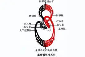 【豫健科普】西方医学故事：静脉血是如何变成动脉血的？图片