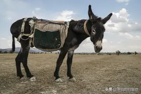 纪实：那一年，我家的毛驴突然腿瘸了不能干活，我回去给它治病图片