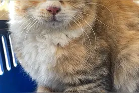 救助| 猫猫被困于33楼的天台，直接突破猫捕快的救助新高度图片
