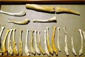 人类为什么会失去“丁丁骨”？究竟是进化优势，还是倒退了？图片