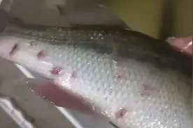 加州鲈烂身，药也用了还是持续死鱼！你遇到过这种情况吗？图片