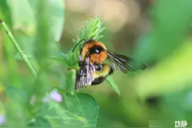 野性贵州 有问必答丨蜜蜂界的“大个子”，又胖又萌，酿蜜筑巢样样行图片
