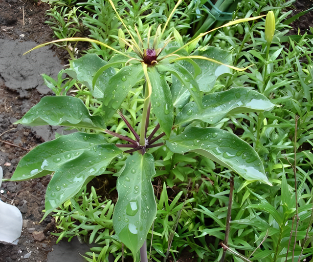 1株有1朵花,又名"七叶一枝花",如今能按棵卖,十分珍贵且值钱